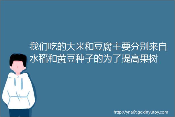 我们吃的大米和豆腐主要分别来自水稻和黄豆种子的为了提高果树